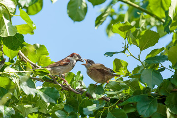 Sparrow