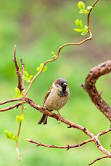 Sparrow
