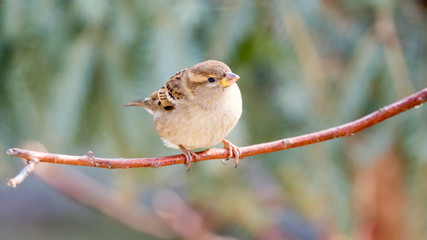 Sparrow