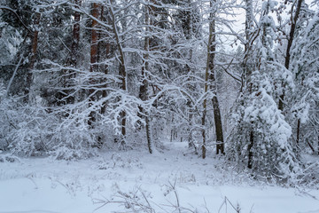 trees in the snow