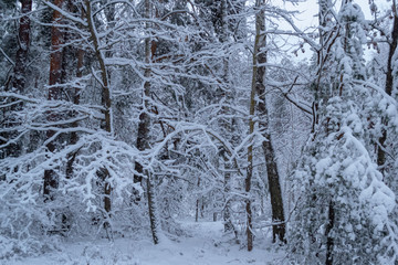 trees in the snow