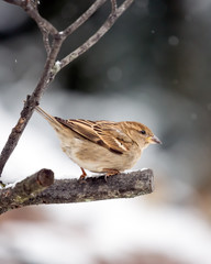 Sparrow