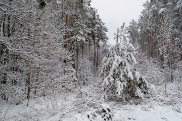 winter day in the forest, a lot of snow, trees covered with snow, beautiful nature, with the alone pine in the center, covered with snow