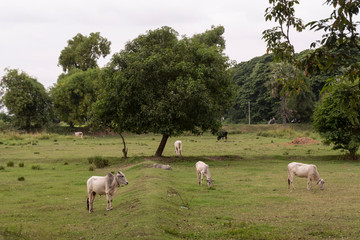 Obraz na płótnie Canvas Campo con vacas pastando. Myanmar