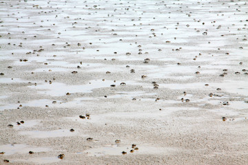 Small crabs on the beach