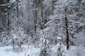 winter day in the forest, a lot of snow, trees covered with snow, beautiful nature, with the alone pine in the center, covered with snow