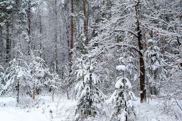 winter day in the forest, a lot of snow, trees covered with snow, beautiful nature, with the alone pine in the center, covered with snow