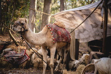 outdoor camel
