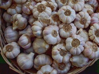 Garlic