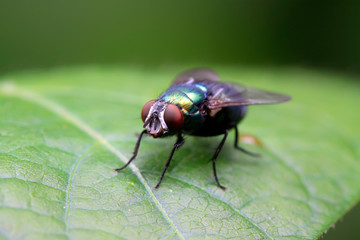 Calliphora vicina on plant