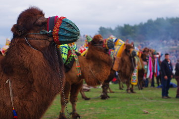 Wrestler camels waiting their turn at camel wrestling carnaval, Selcuk, Izmir / Turkey