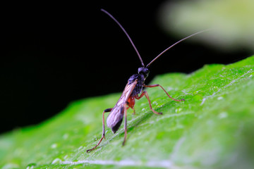 ichneumon on plant