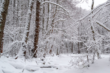 winter day in the forest, a lot of snow, trees covered with snow, beautiful nature