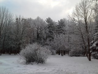 Fir needles covered with frost. After freezing. Cold snap.