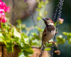 Sparrow