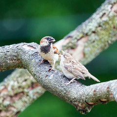 Sparrow