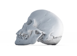 Human skull on White Background. The concept of death, horror. A symbol of spooky Halloween. 3d rendering illustration.Scan SCSU VizLab https://www.thingiverse.com/scsuvizlab/about - (CC Attribution)	