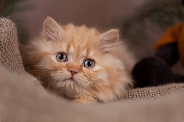 Roter Britisch Kurzhaar Kater - Kitten