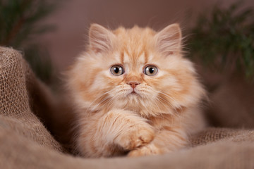 Mini Löwe - BLH Britisch Langhhar Kitten in rot