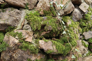Moos bewachsene Mauer im Wald
