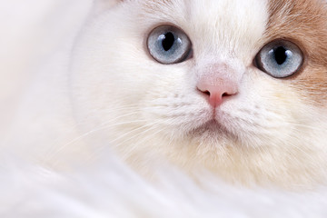 BKH Katze - sehr selten lilac white Van mit blauen Augen - Nahaufnahme