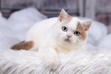 Fototapeta na wymiar Britisch Kurzhaar Katze Kitten mit blauen Augen- blue eyes