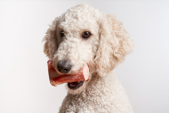 Goldendoodle