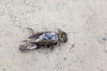 Dead bird on concrete floor