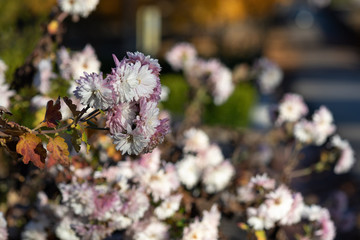 Colored flowers in the autumn sun.