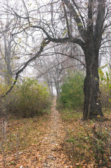 Fototapeta na wymiar Autumn landscape. Trees in old abandoned park in foggy weather. A path through the park.