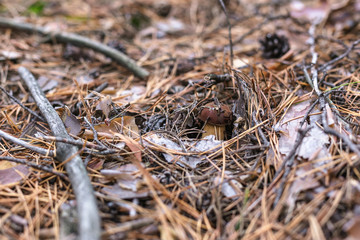 Beautiful edible mushroom in a pine forest