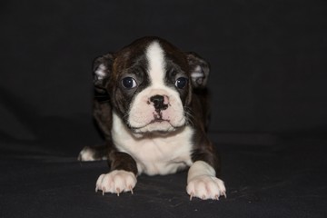 boston terrier