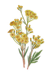 Bouquet of yellow flowers isolated on white background