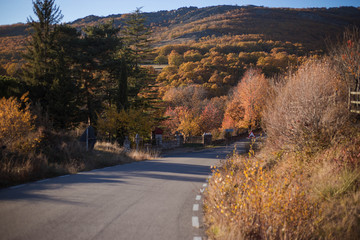 árboles en al carretera en otoño