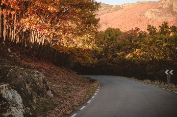 árboles en la carretera en otoño