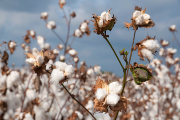 Cotton fields