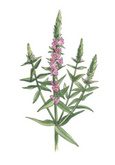 Pink flowers isolated on white background.