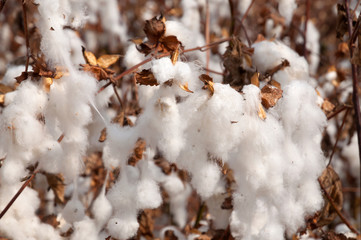 Cotton fields