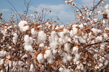 Cotton fields