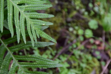 green fern in the forest