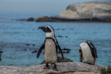 Naklejka premium Les pingouins de Boulders Beach à Cape Town en Afrique du Sud