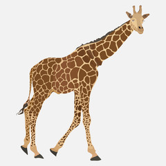 Obraz premium image of giraffe, Somali animal, zoo designation