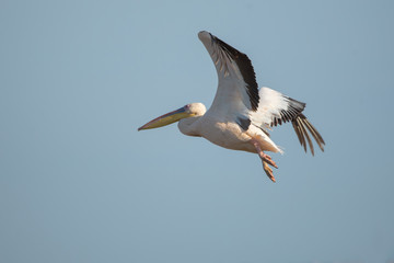 Fototapeta na wymiar Ak pelikan » Great White Pelican » Pelecanus onocrotalus