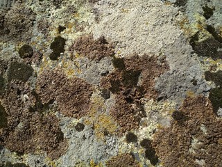photo of multicolored moss on stone, decoration of stone coverin
