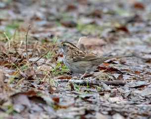 White-throated sparrow