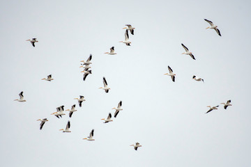 Pelican in flight
