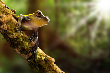 tree frog basking in tropical sun