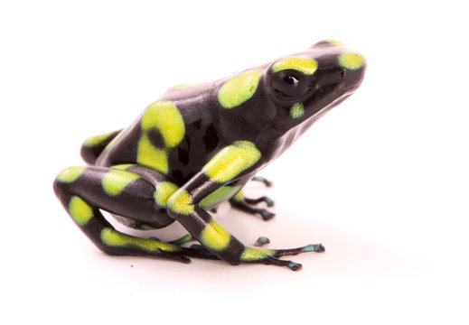 poison arrow frog isolated on a white background. Dendrobates auratus a poisonous animal from the tropical rain forest of Colombia.