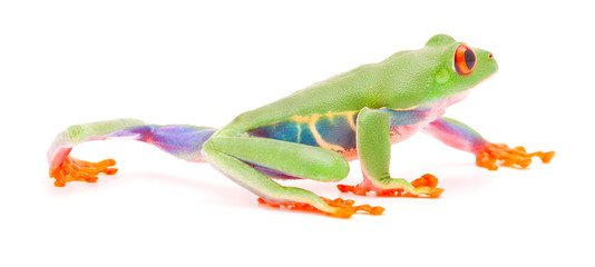 Red eyed tree frog crawling or walking over white background.