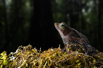 Rhinella margaritifera a macro of a small tropical rain forest toad living in the Amazon jungel of Colombia
